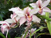 Balboa Botanical Gardens